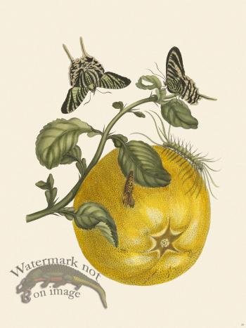 Merian Metamorphosis 29